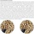 ALCON-CLUB-FARINHADA-SILVESTRES-250G-SUPER-PREMIUM-KIT-COM-2-PARA-AZULAO-BICUDO-COLEIRO-CABOCLINHO-CURIO-PASSARO-PRETO-SABIA-TRINCA-FERRO7