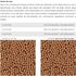 ALCON-ECO-CLUB-TUCANOS-E-ARACARIS-450G-KIT-COM-4-RACAO-PARA-AVES6