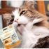 Kit-2-Snacks-Hana-Life Dental-Care---2-Hairball-Control-- 6-Cat-Sensations6 Kit-2-Snacks-Hana-Life Dental-Care---2-Hairball-Control-- 6-Cat-Sensations6