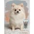 PERFUME-EM-CREME-BE-HAPPY 60G-DOGS-CARE-PARA-CAES-E-GATOS6